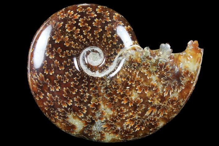 Polished, Agatized Ammonite (Cleoniceras) - Madagascar #94283